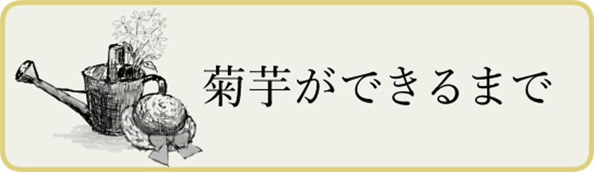 菊芋ができるまで
